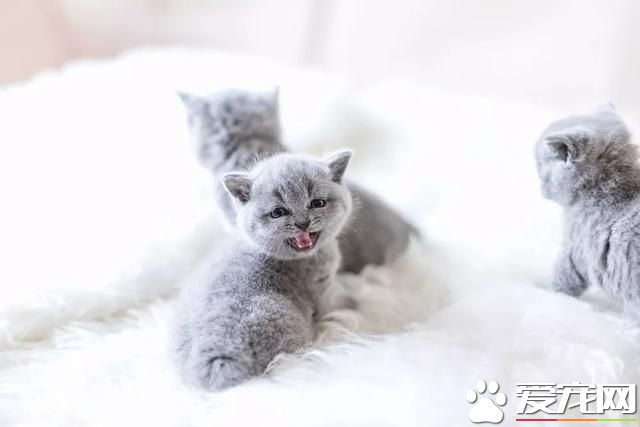 5年不給寵物刷牙會發生什么？