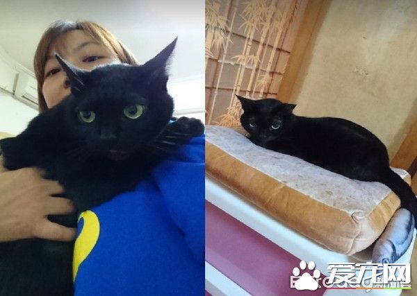 黑貓超愛爸爸 跳到人家肩膀上舔頭頂不停撒嬌