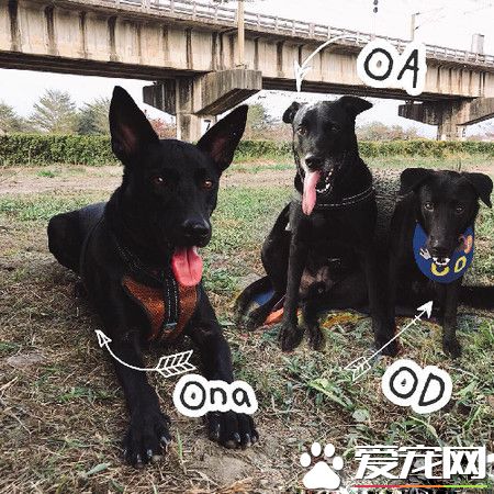 汪汪們護衛馬麻取錢 黑臉警戒讓主人超安心!