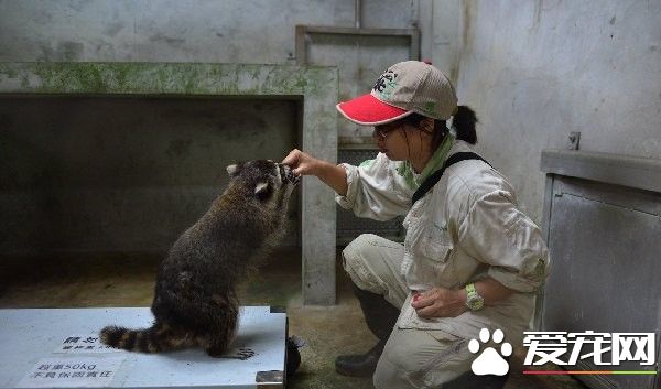 動物園食物引誘上磅秤 不上道黑熊拿了就跑