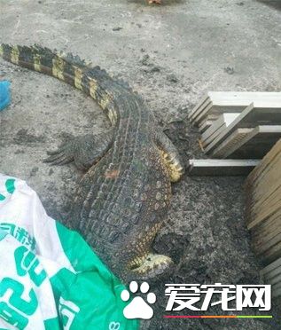 鱷魚從小區五樓掉下 業主飼養鱷魚當寵物