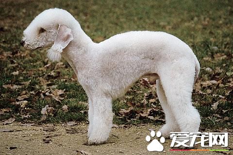 狗狗智商排行榜，你家狗狗排第幾？