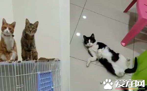 來看這人類瘋啦！123木頭人游戲喵喵們反映超逗趣