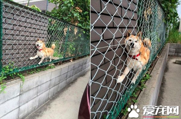 憨柴燦笑卡灌木叢中看風景 無奈表情盯鏡頭求救