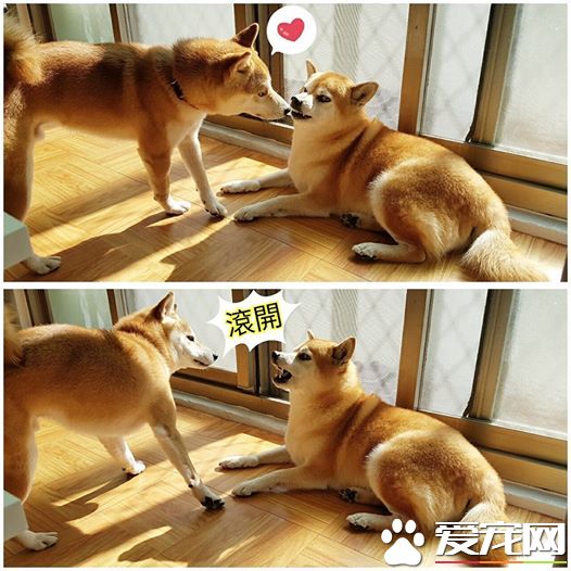 探秘：FACEBOOK上火的一塌糊涂的八只網紅柴犬