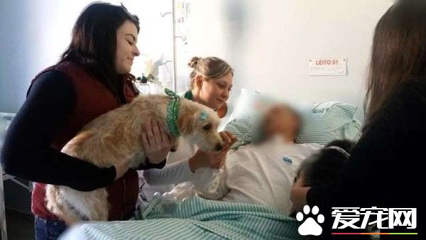 主人病重住院 兩忠犬在醫院門口默默久等