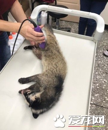 受傷野生動物不停哀嚎 動保員緊急為白鼻心救援