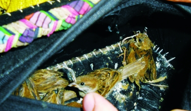 一男子用食物誘捕15只流浪貓 稱是拿去販賣