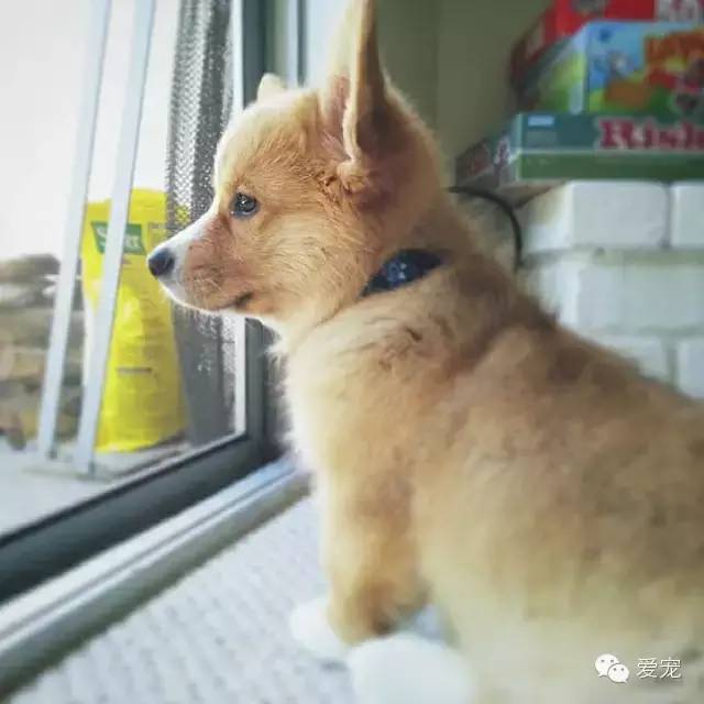 愛笑的小短腿兒，還會眨眼放電！ 