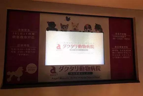 在日本寵物比孩子還多300萬 日本真的有看到的那么愛養寵物嗎？