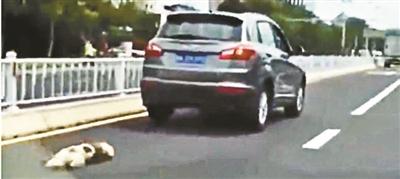 山東威海“虐狗事件”引眾怒 車主信息遭人肉