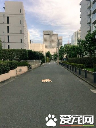 一招讓任性柴柴認輸 神奇讓賴半路不肯動的懶柴起身
