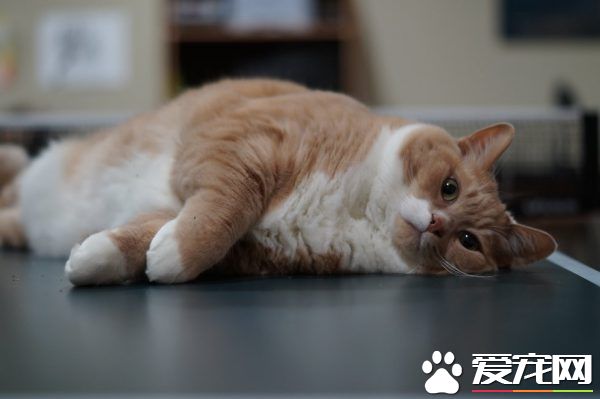 超勵志！慵懶胖貓咪減肥三年 成功變身結實瘦貓