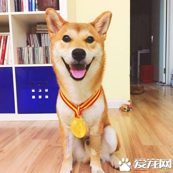 飛盤狗、偵查狗、金牌狗、撒嬌狗，一群有意思的狗！