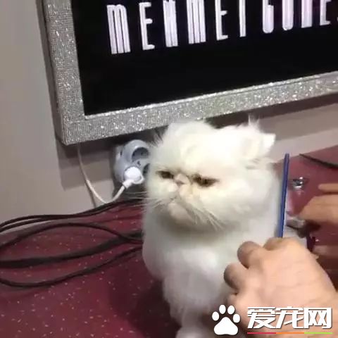 主人曬出貓咪剪發時的表情，微博網友瞬間笑噴：讓這眼神委屈到哭！
