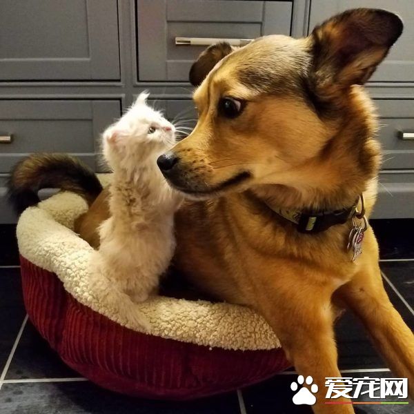 暖心治療犬搭救落難喵 貼心照顧當代理把拔