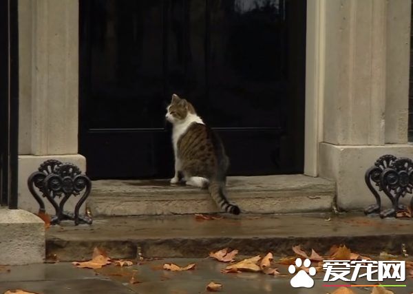 前首相府捕鼠官被解職 雨天急沖回首相府卻被關門外