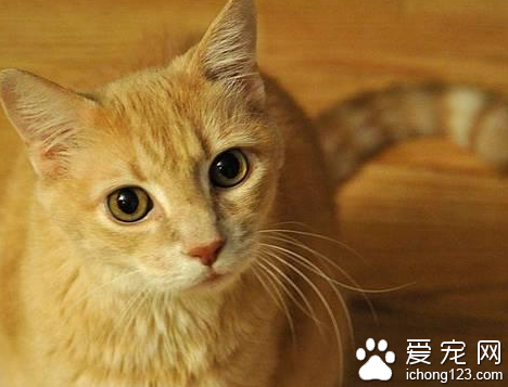 一只貓失蹤了14年 被發現從澳大利亞“偷渡”至英國北愛爾蘭
