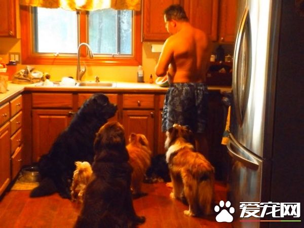 多寵家庭是怎樣的光景？一起看看他們的熱鬧生活