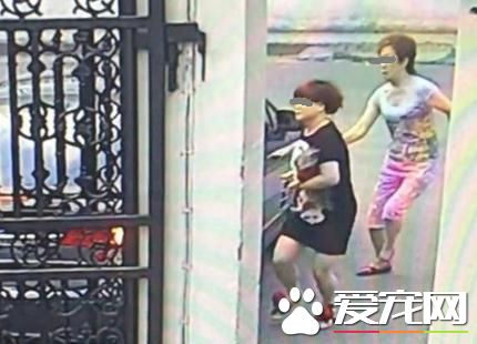 市民遛狗<a href=/ target=_blank class=infotextkey>寵物</a>狗被搶 團伙作案分工明確