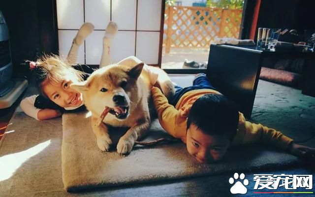 什么狗是理想的家庭犬？哈士奇并不算
