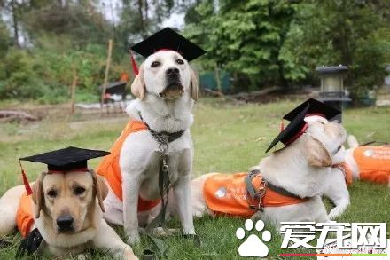 廣州第一批導盲犬已上崗，以后地鐵可見到狗狗！但不要圍觀亂摸拍照！