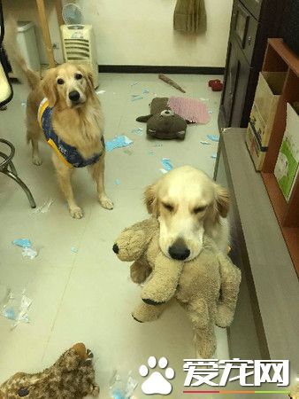肉搜這個小變態！黃金獵犬被汪妹強行脫衣