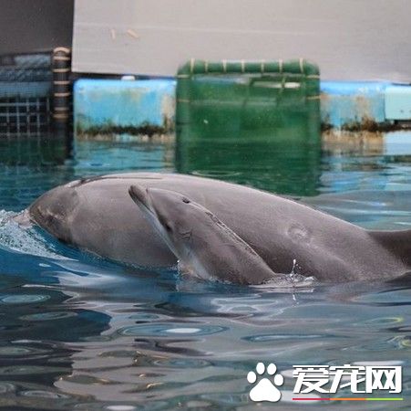 海豚母忍痛殺幼子 不愿它一輩子被囚禁取悅觀眾
