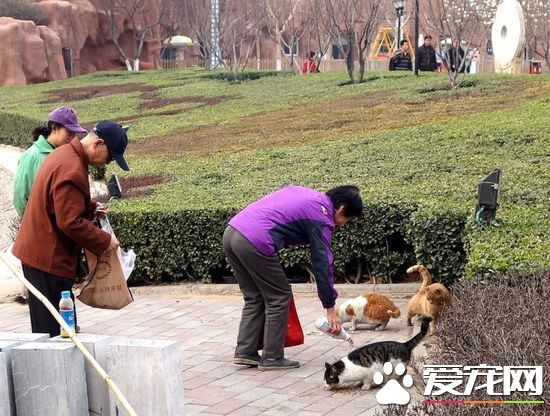 60歲阿姨為喂流浪貓 掉進四米多深地下室
