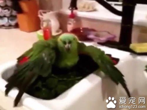 鸚鵡中二的程度并不亞于人類啊，叫它往東它偏往西！