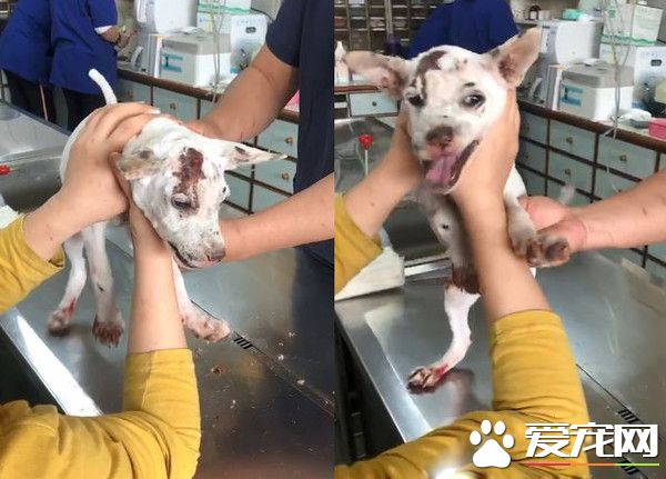 小白遭受火燒四肢灼傷 日前出院超開心蹦跳