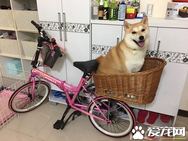柴柴從沙發玩到桌上怕高不敢下來 等待馬麻救星