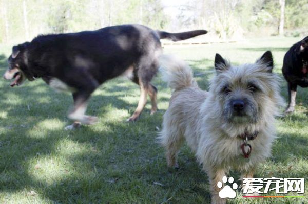 12歲牧羊犬突然走失 原來是救援佳話一則