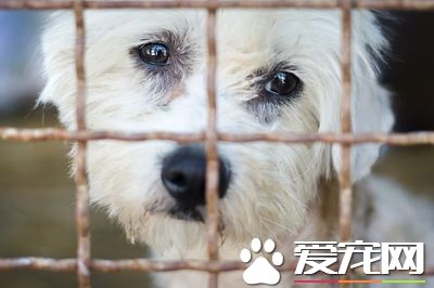 被扔掉的寵物們的末路 被拋棄的理由