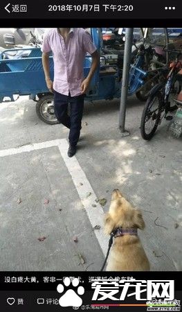 迷路金意外客串警犬 狂吠偷車賊幫忙逮人