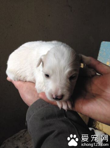 黑白花邊境牧羊犬竟生下純白小“雪蓮”