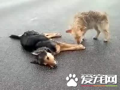 怎么看待寵物死后？