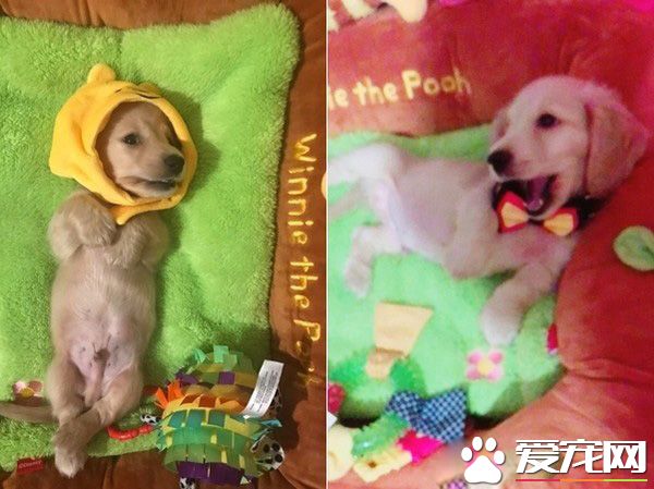 萌狗被罵小壞蛋便會投降 耍賴萌樣讓主人氣消