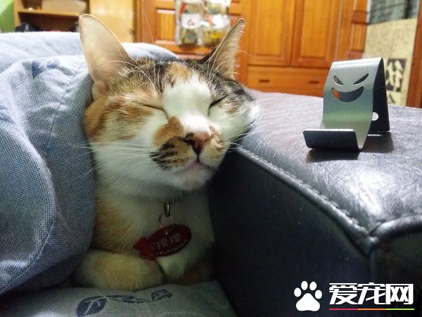 汪星人被喵大人吐了滿臉求救 主人傻眼笑噴