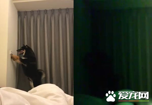 半夜不睡覺！啊柴玩電燈營造夜店嗨感