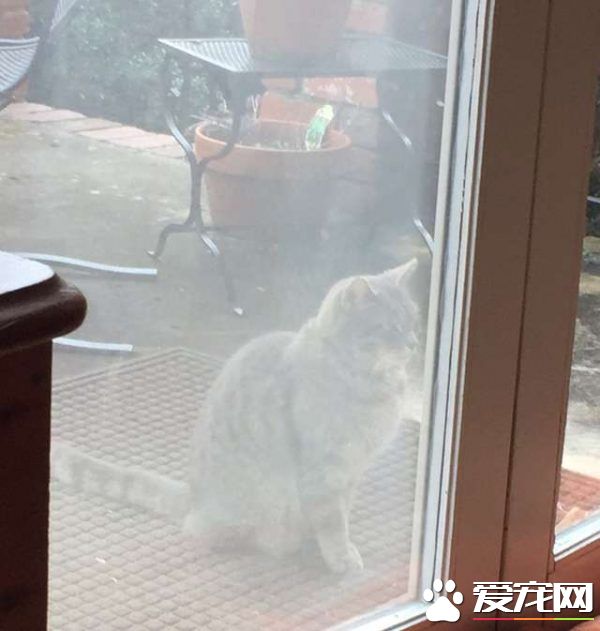 鄰家貓咪時常跑院子里 只為等待狗狗好友的出現