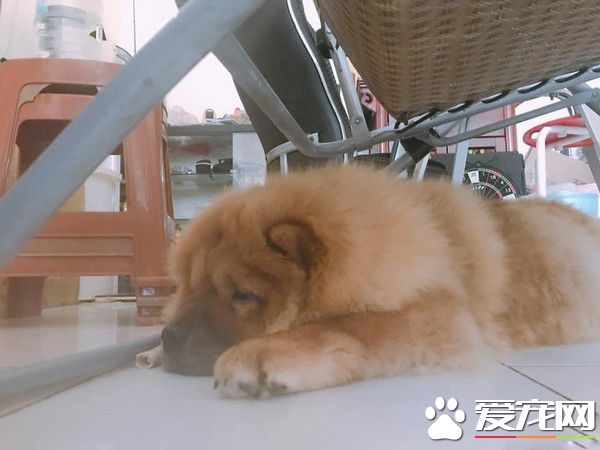 回家發現鬆獅弟弟趴著不動 搖動才驚覺全身僵硬了