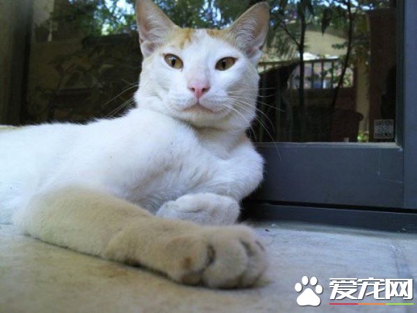 暖心！貓妹妹失蹤一個月 貓哥哥離家出走找回妹妹