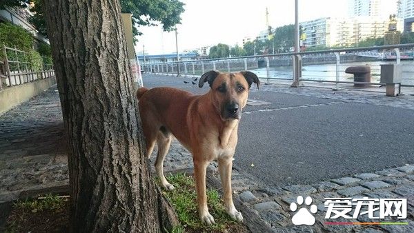 狗狗一眼定情德國空姐 死守飯店打動芳心跟回家