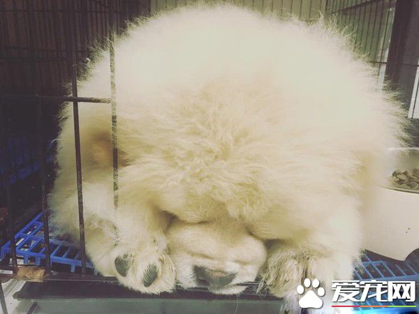 回家發現鬆獅弟弟趴著不動 搖動才驚覺全身僵硬了