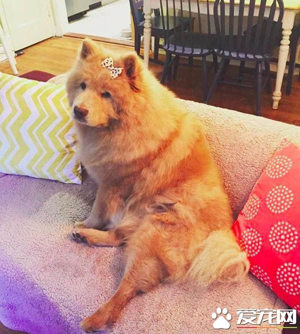 青梅竹馬的他們決定領養老狗狗 舉辦超溫馨的婚禮