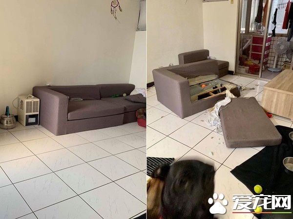 拆家米克斯叼棉花興奮找馬麻 馬麻差點氣暈