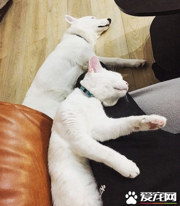 狗狗想找伴 遇見命中注定的好朋友