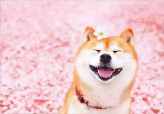 老人與柴犬 這組照片要火便全網了