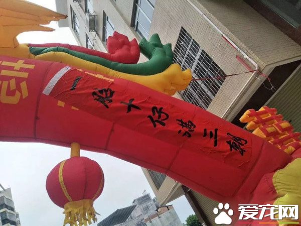 廣西一金毛生10只小狗 主人高興擺酒慶祝